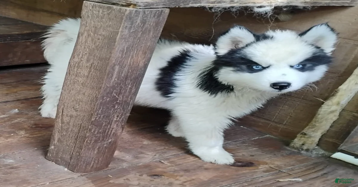 Siberian Husky Puppies for sale in Rock Hill, South Carolina