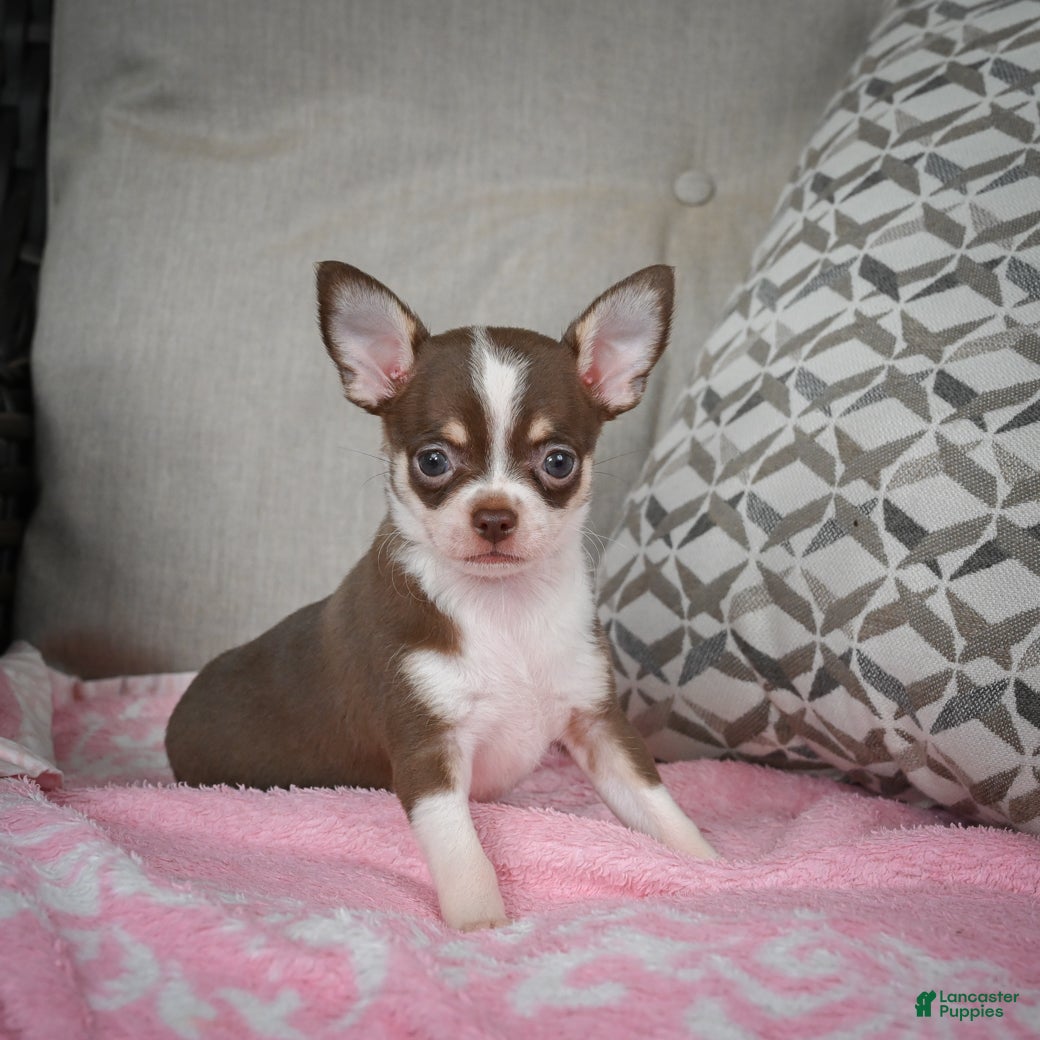 Chihuahua dogs Isabel - Ad 8