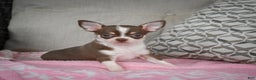 Chihuahua dogs for sale: Isabel - Ad 1