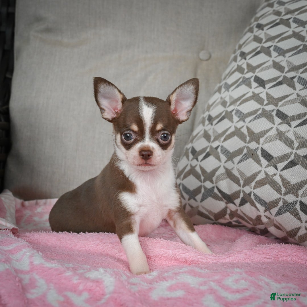 Chihuahua dogs for sale: Isabel - Ad 1