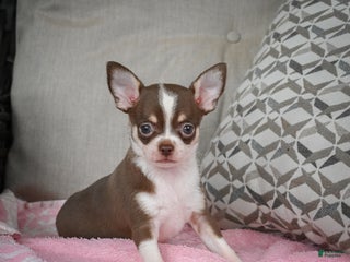 Chihuahua dogs Isabel - Ad 26