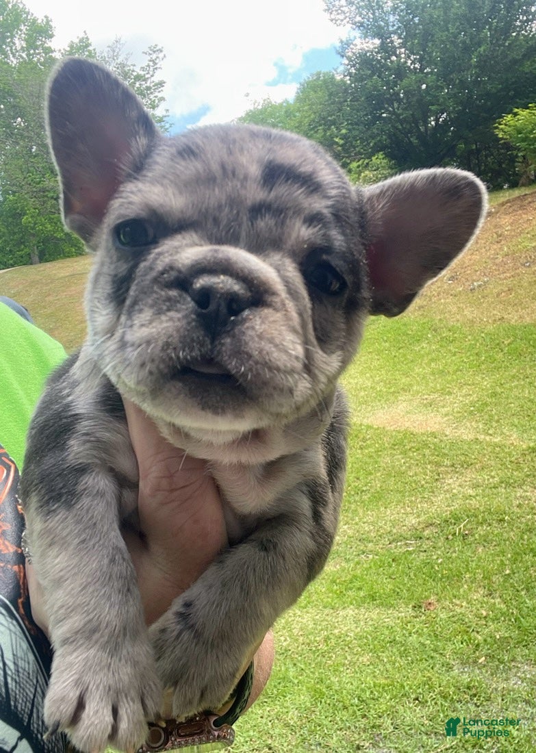 French Bulldog dogs French Bulldog Puppy 4 - Ad 32