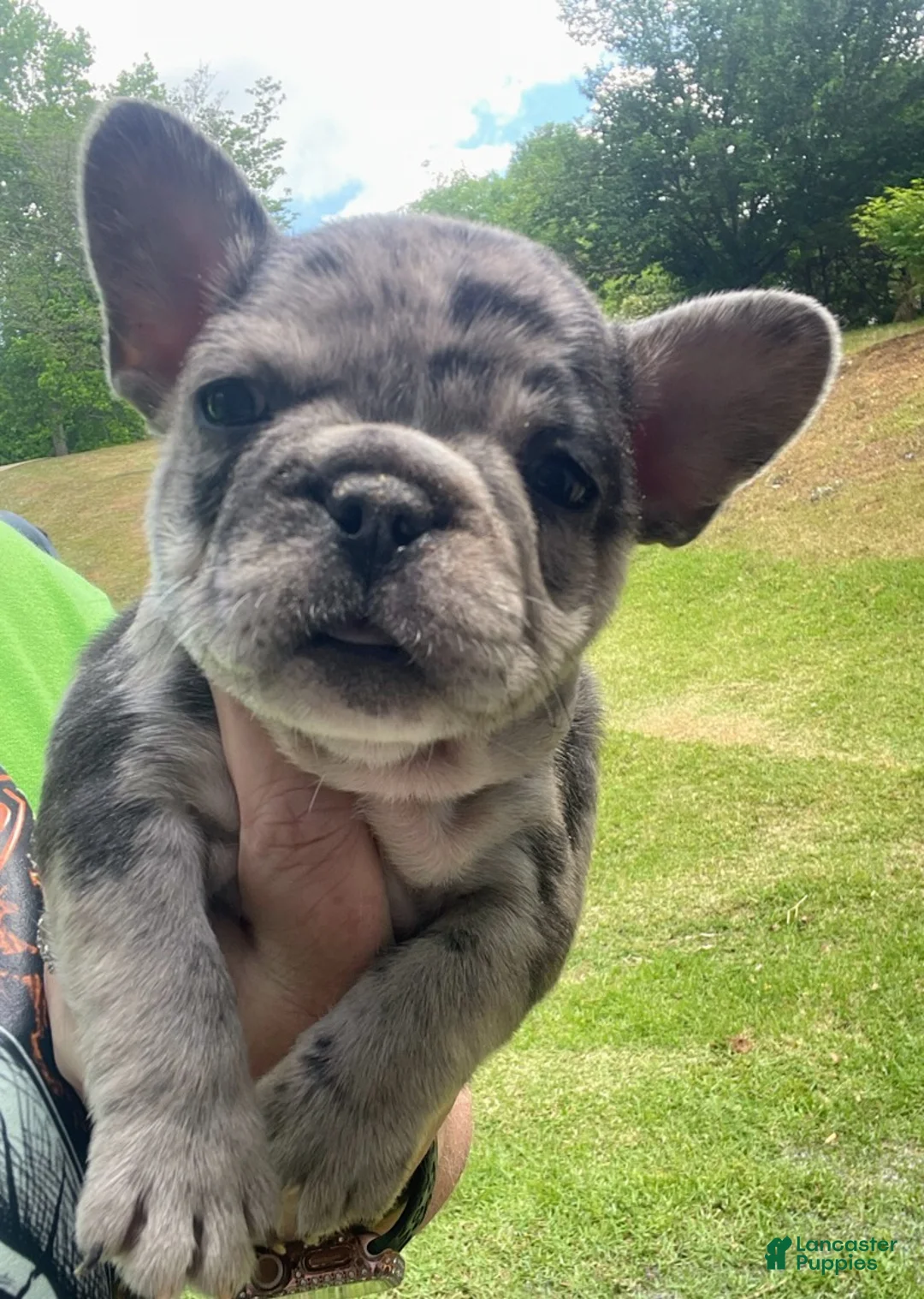 French Bulldog dogs for sale: French Bulldog Puppy 4 - Ad 1