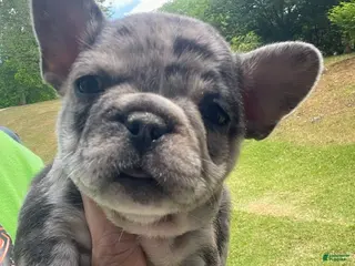 French Bulldog dogs French Bulldog Puppy 4 - Ad 32