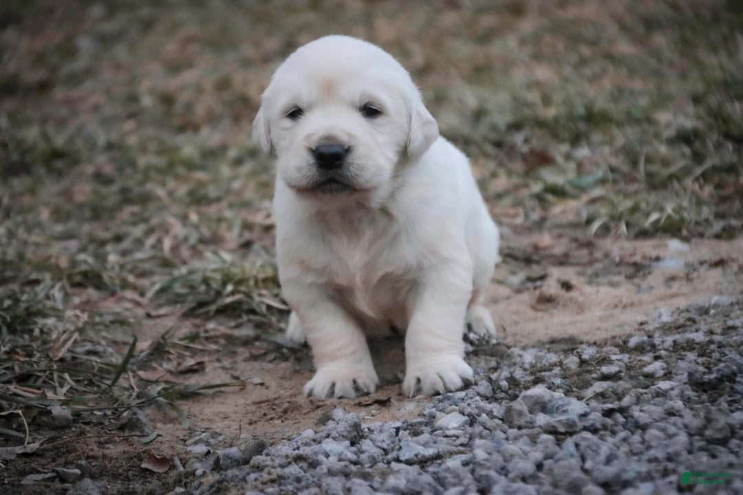 Golden Retriever dogs for sale: Remington - Ad 6