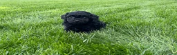 Miniature Poodle dogs for sale: Annamae Miniature Poodle Puppy  - Ad 3