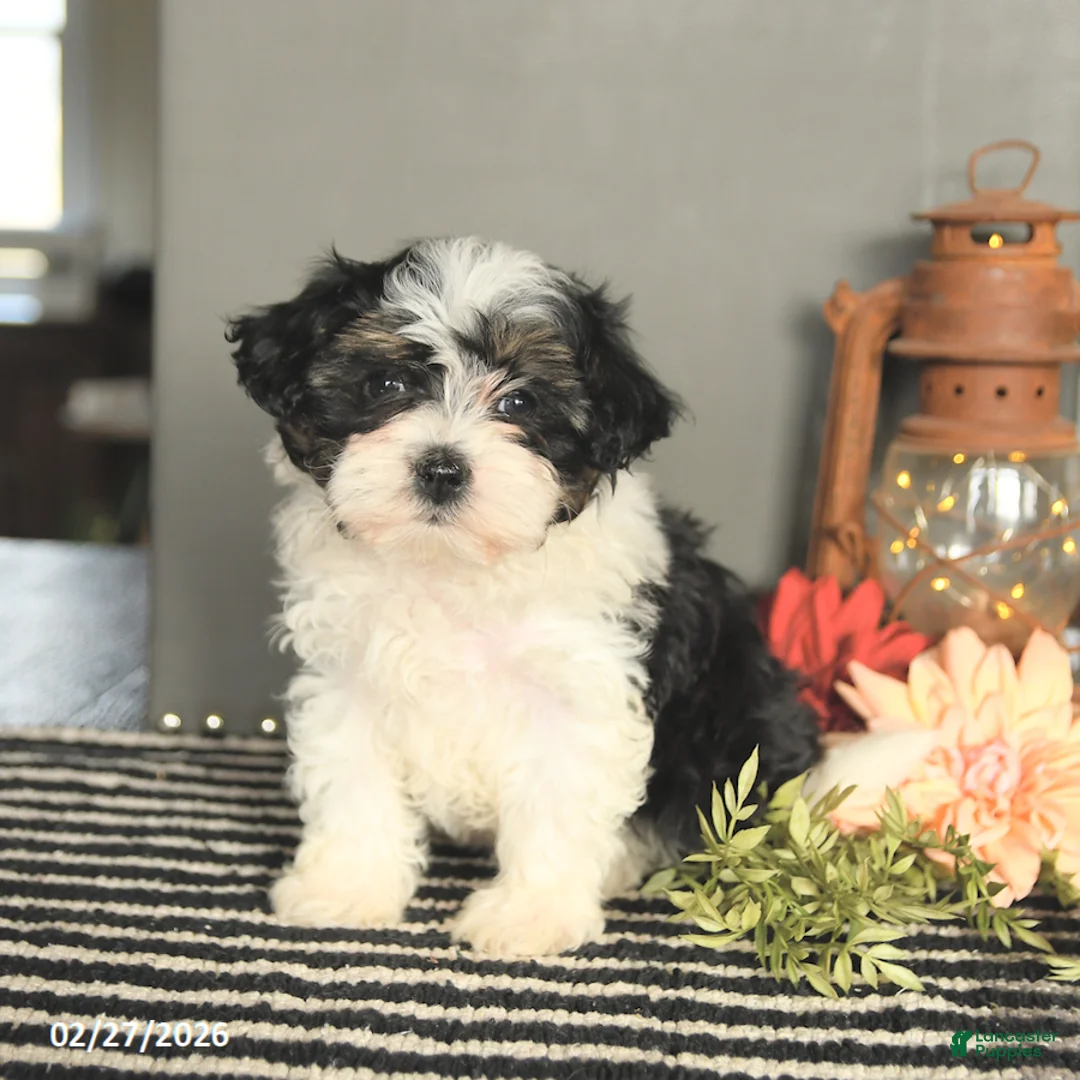 Maltipoo dogs for sale: Fudge - Ad 2