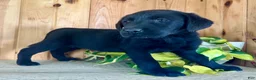 Labrador Retriever dogs for sale: Tabby - Ad 2