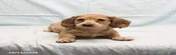 Dachshund dogs for sale: Andrew - Ad 4