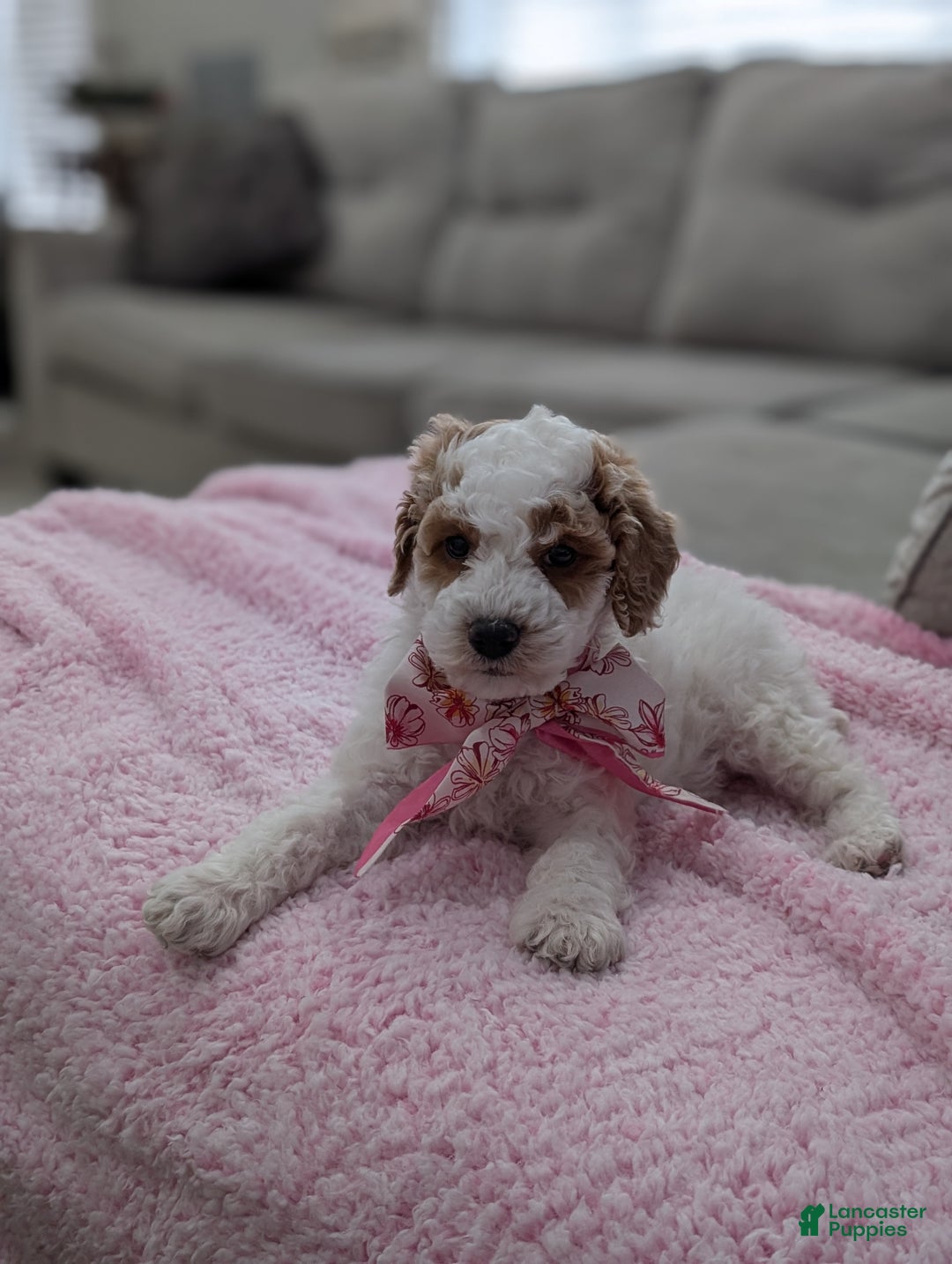 Toy Poodle dogs for sale: Woody  - Ad 2