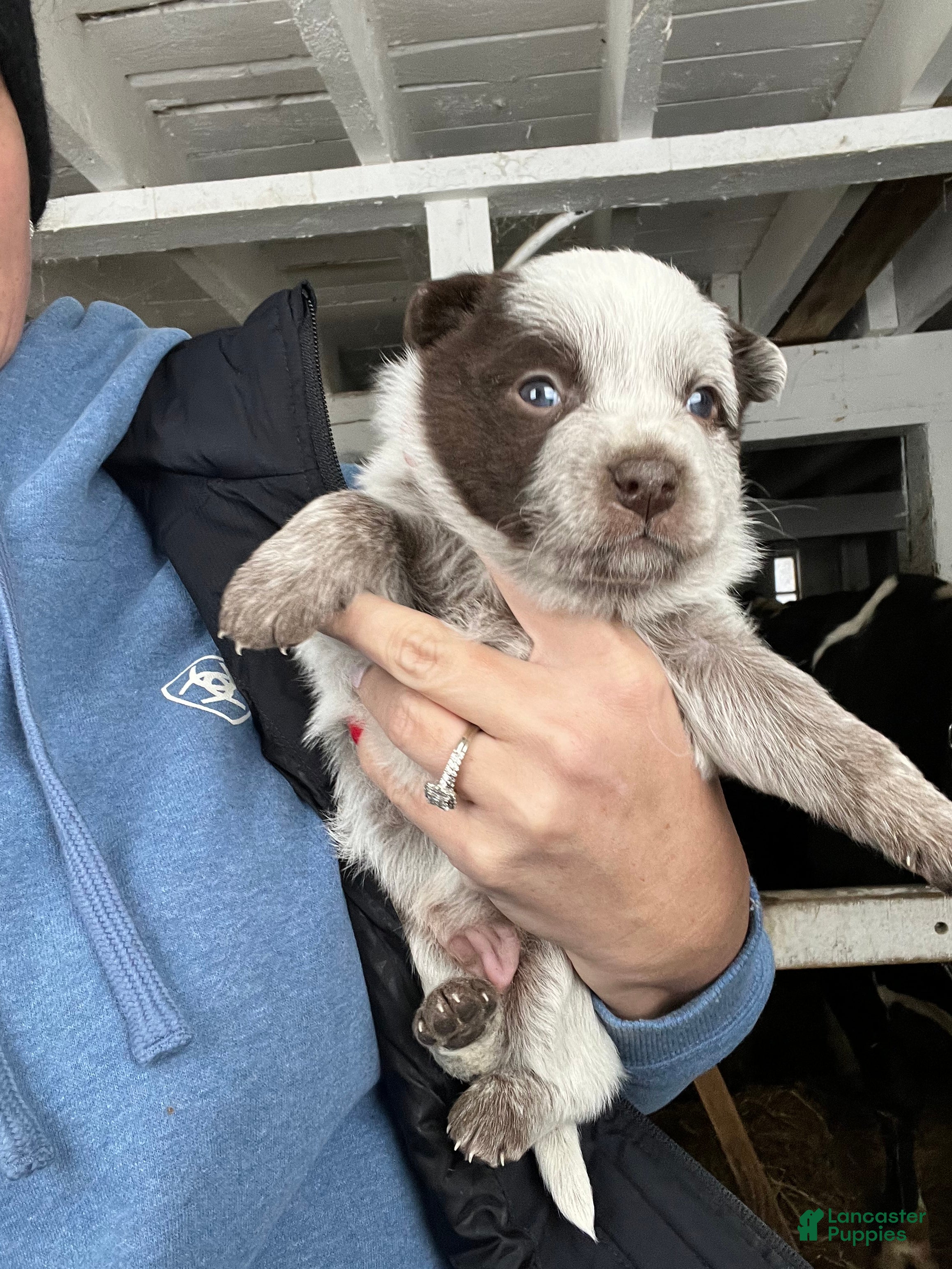 Australian Cattle Dog dogs Bean - Ad 25