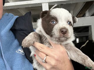 Australian Cattle Dog dogs Bean - Ad 5