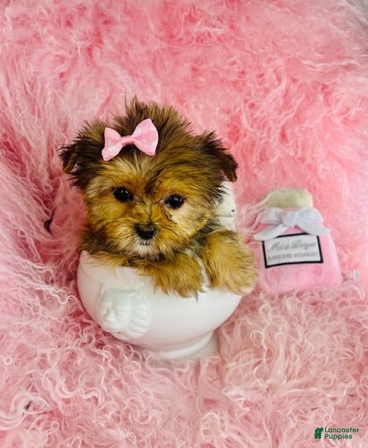 Mixed Breed dogs Mixed Breed Puppy 1 - Ad 2