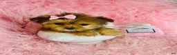 Mixed Breed dogs for sale: Mixed Breed Puppy 1 - Ad 2