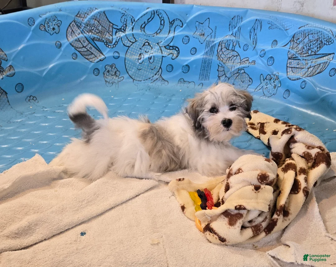 Havanese dogs for sale: Jerry - Ad 7