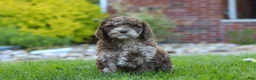 Newfypoo dogs for sale: Trixie - Ad 4