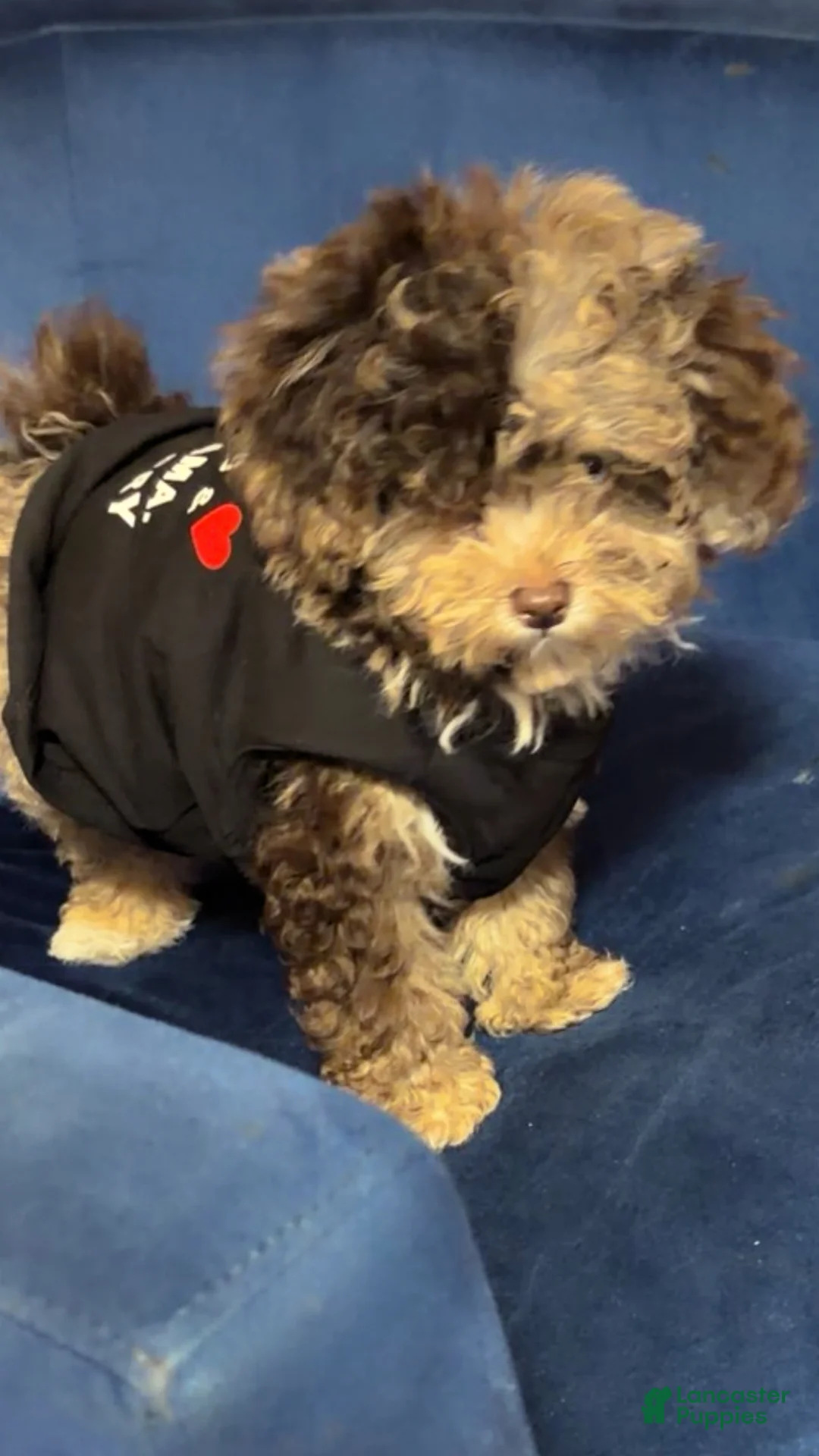 Toy Poodle dogs for sale: Harry Potter - Ad 2