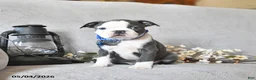 Boston Terrier dogs for sale: Kadeem - Ad 1