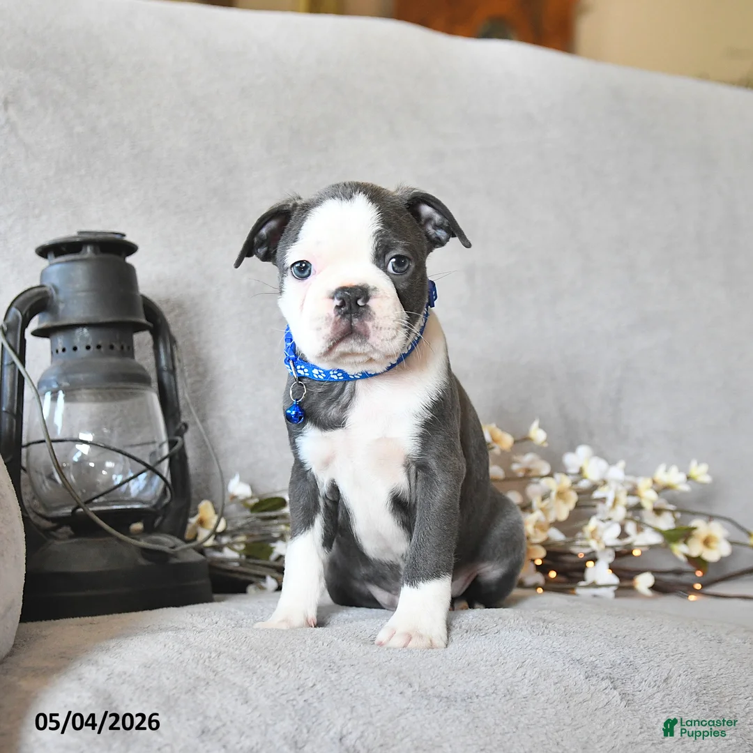 Boston Terrier dogs for sale: Kadeem - Ad 1