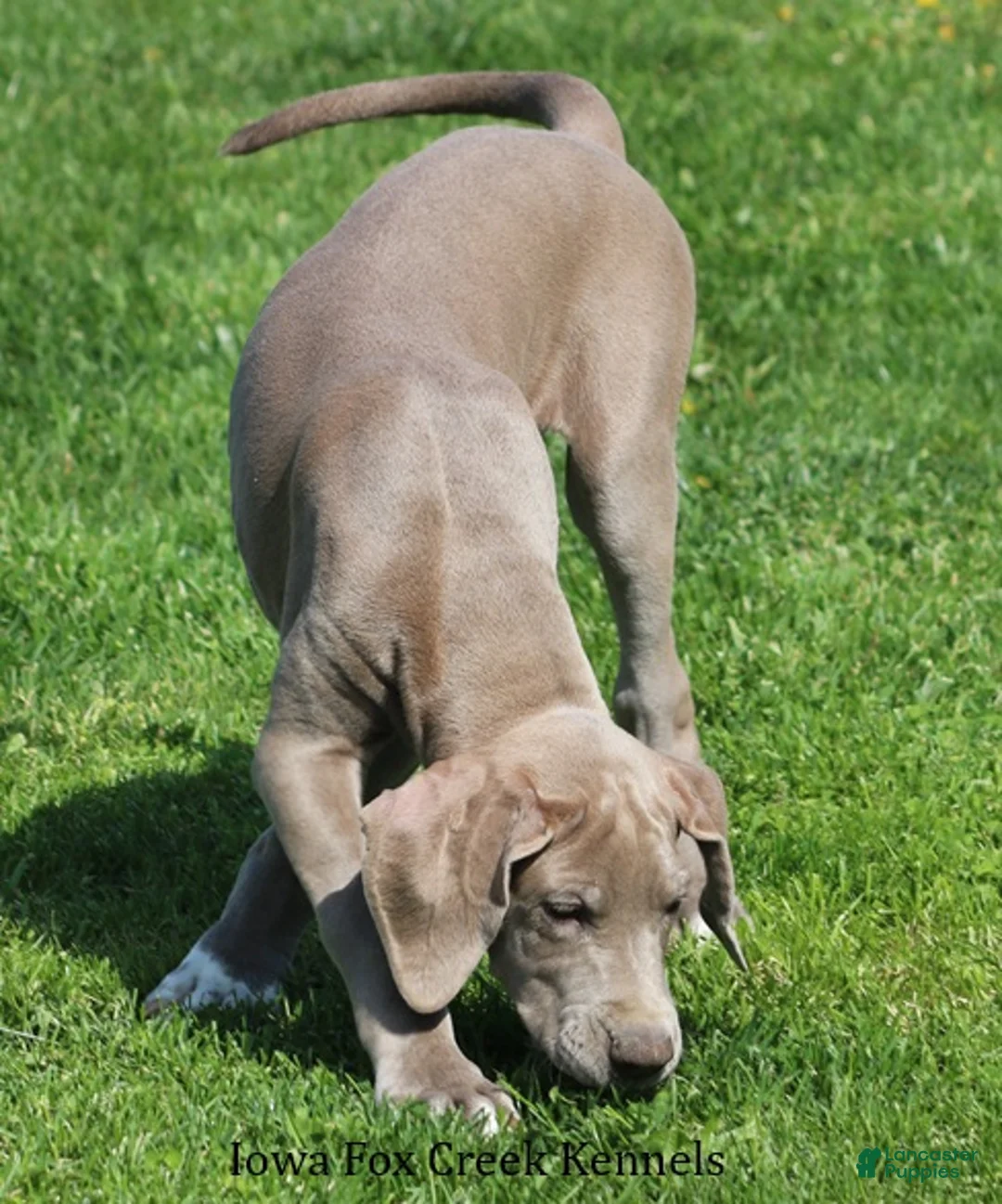 Great Dane dogs for sale: Great Dane Puppy 2 - Ad 2