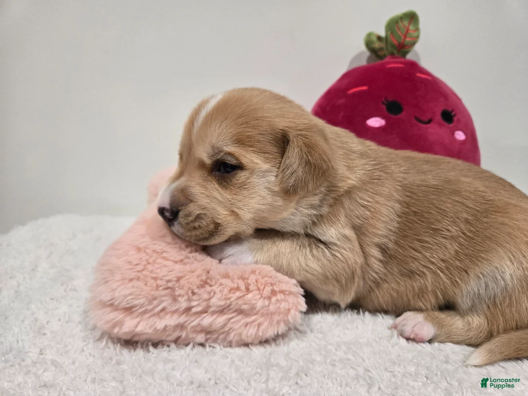 Mixed Breed dogs for sale: Romeo - Ad 1