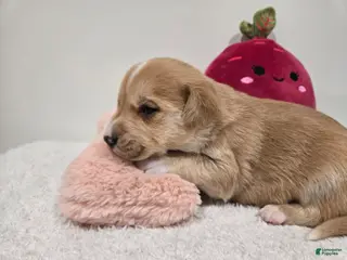 Mixed Breed dogs Romeo - Ad 18