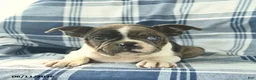 Boston Terrier dogs for sale: Flora   - Ad 3