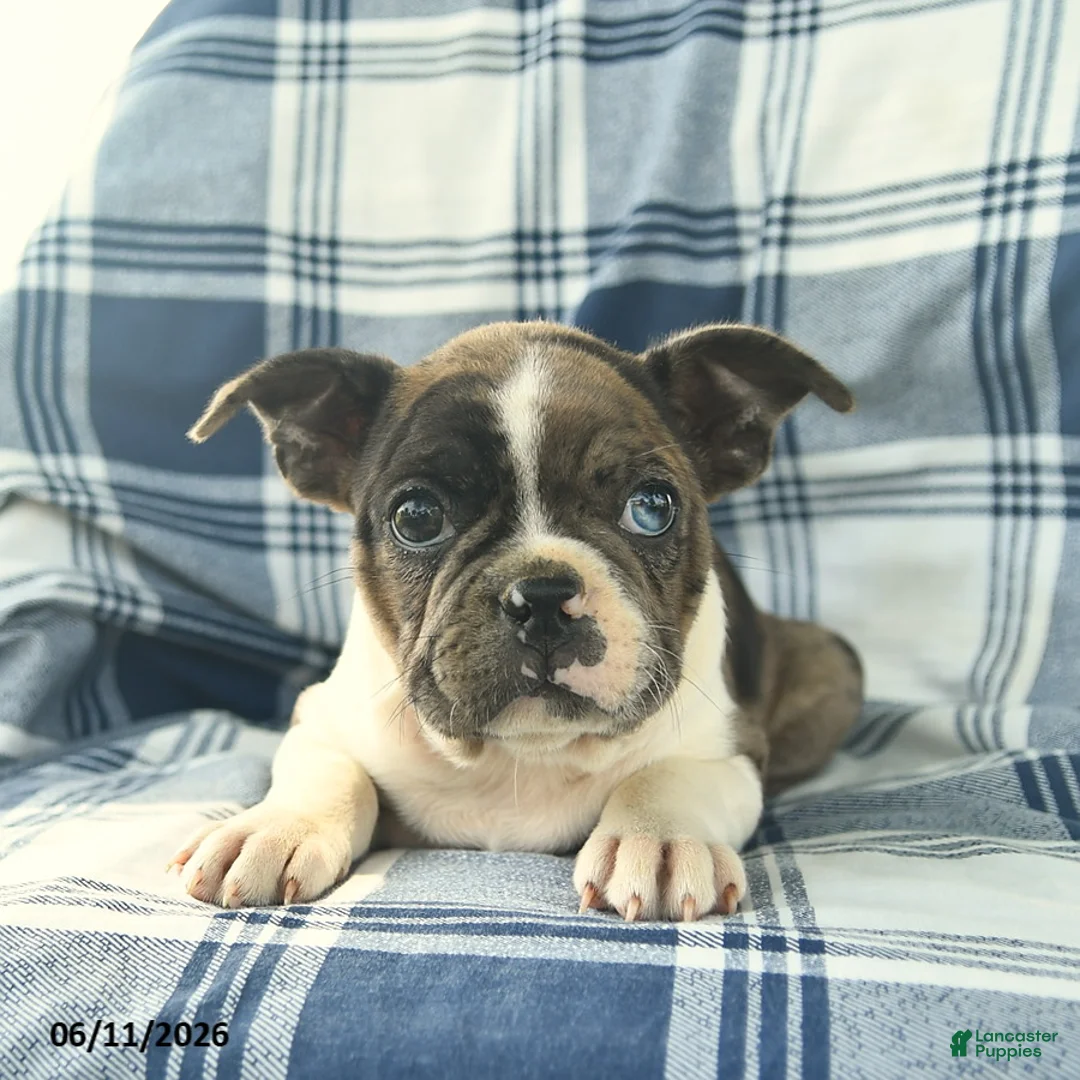 Boston Terrier dogs for sale: Flora   - Ad 3
