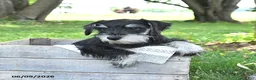 Miniature Schnauzer dogs for sale: Gavin - Ad 4