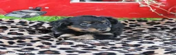 Pomapoo dogs for sale: Ollie - Ad 3