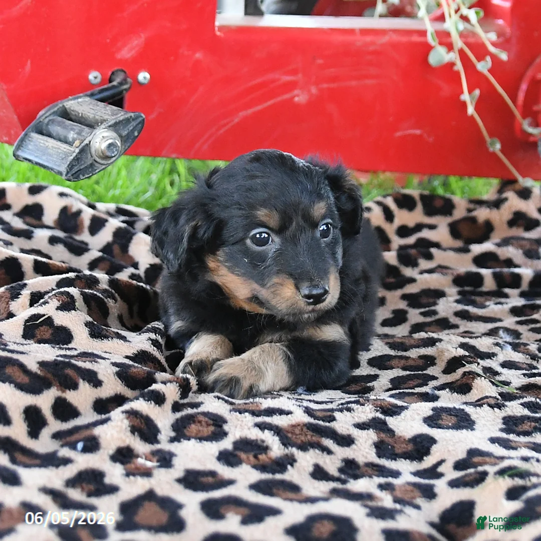 Pomapoo dogs for sale: Ollie - Ad 3