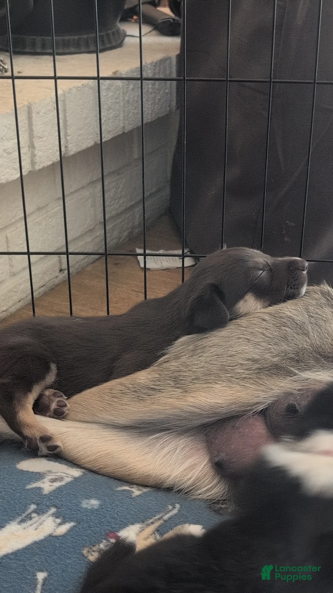 Mixed Breed dogs for sale: Jasper - Ad 2