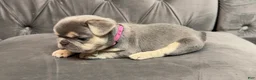 French Bulldog dogs for sale: Dolce  - Ad 12