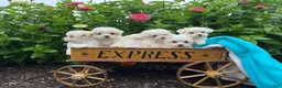 Maltese dogs for sale: Tucker❤️AKC Genetic Tested 5/6lb Parents🐾Text or call - Ad 3