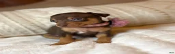 Miniature Pinscher dogs for sale: Little Boy 🩵 - Ad 6
