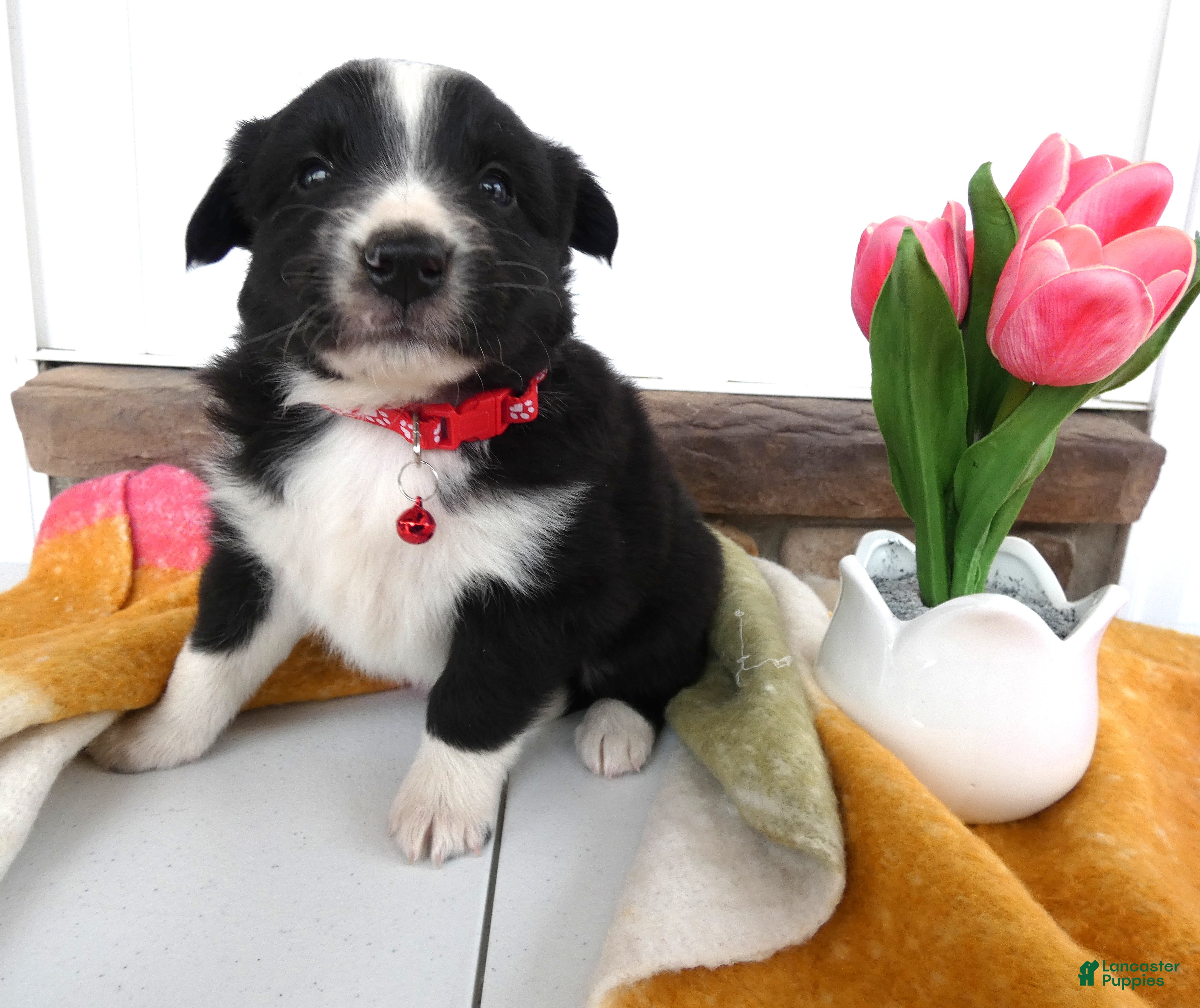 Border Collie dogs Border Collie Puppy 1 Nelly - Ad 11