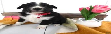Border Collie Puppy 1 Nelly