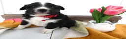 Border Collie dogs for sale: Border Collie Puppy 1 Nelly - Ad 1
