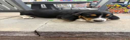 Beagle dogs for sale: AKC Simon - Ad 4