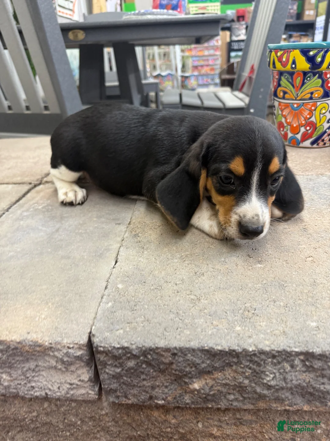 Beagle dogs for sale: AKC Simon - Ad 4