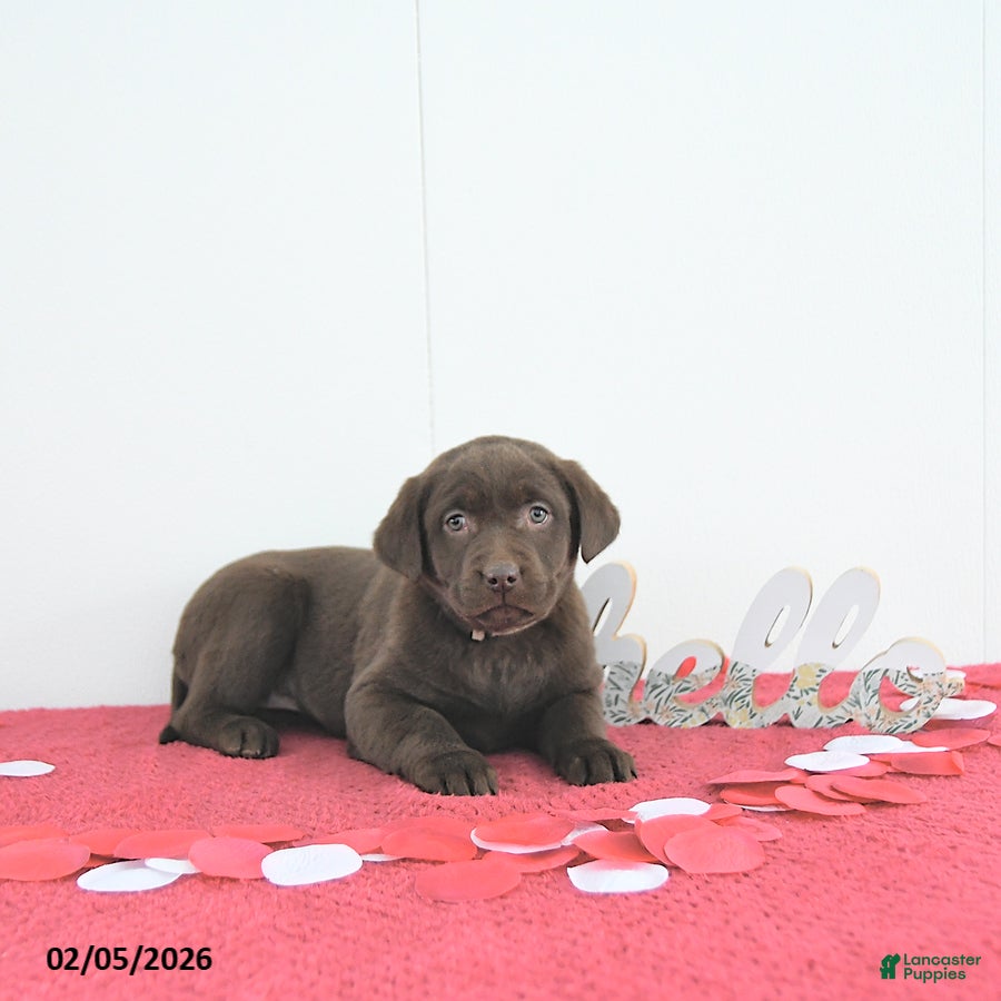 Labrador Retriever dogs Nova - Ad 2