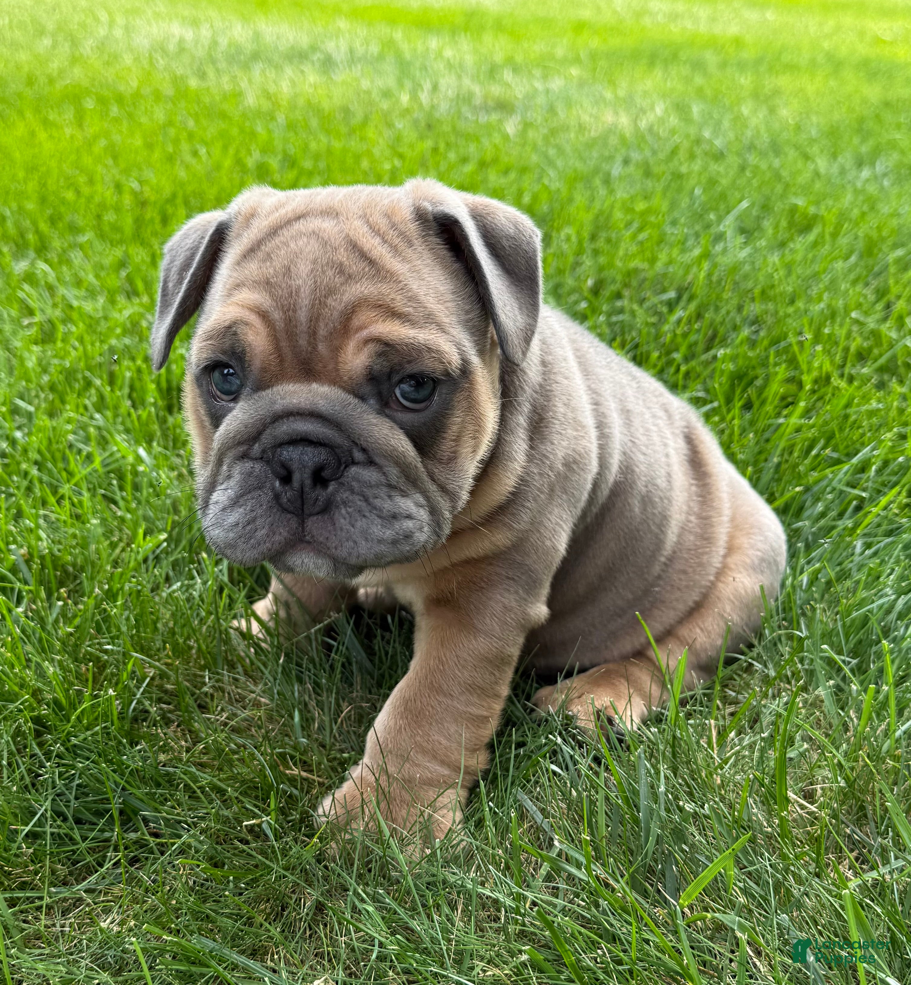 English Bulldog dogs Milo  - Ad 1