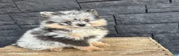 Pomeranian dogs for sale: Teddy - Ad 3