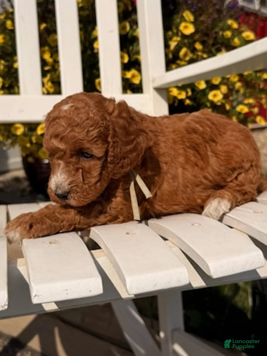 Mixed Breed dogs for sale: Huck - Ad 6