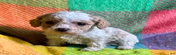 Cavapoo dogs for sale: Loki - Ad 6