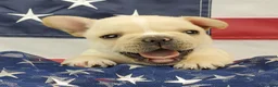 French Bulldog dogs for sale: Keoki - Ad 3