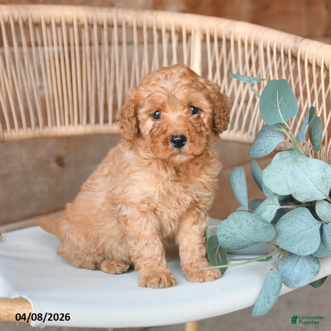Mini Bernedoodle dogs for sale: Macaron - Ad 2