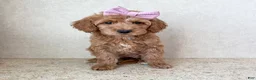 Goldendoodle dogs for sale: Juniper - Ad 3