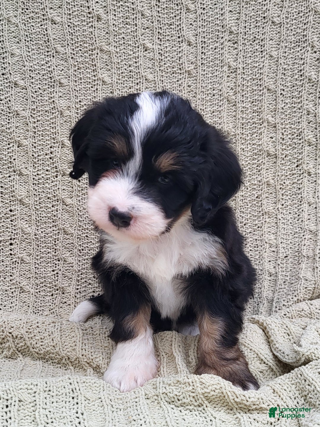 Mini Bernedoodle dogs for sale: Sophie  - Ad 5