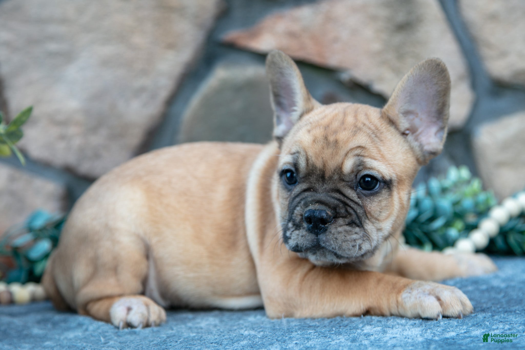 French Bulldog dogs Braxton - Ad 14